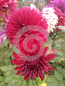 buds aster flower in the garden  Walpaper