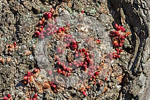 Buds on the bark of a tree close-up. A burl (burr) on a tree