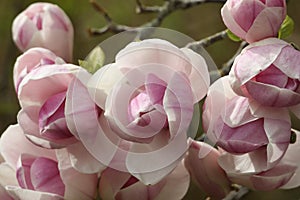 The buds of a beautiful Magnolia tree growing in a garden in the UK in springtime.