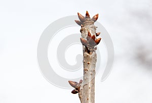 Buds begin to swell and bloom on fruit trees in garden