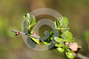 Buds of Betula nana, the Dwarf birch