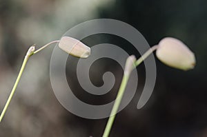 Buds of bladder campion.