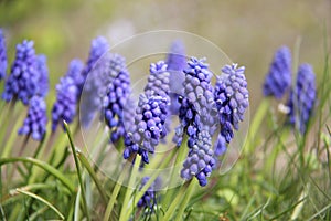 Buds And Bloom Blue bells  Flowers With Blurred Background