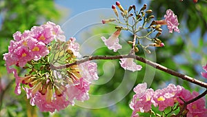 Buds and bloom tabebuia