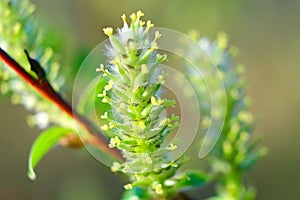 Buds bloom on willow branches in early spring.