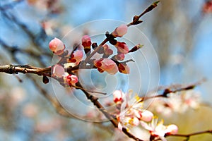 buds and blooming flowers of cherry. selective soft focus