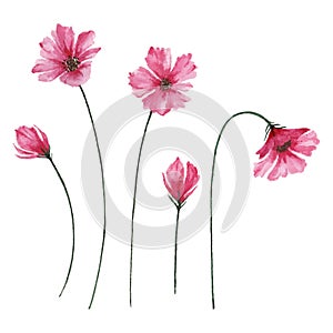 Buds and blooming pink flowers, watercolor cosmos flowers illustration.