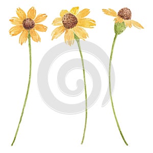 Buds and blooming yellow flowers, watercolor aster flowers illustration.