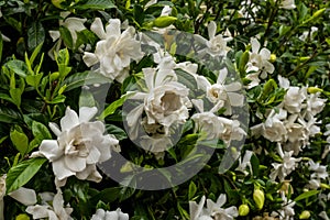 Buds and Blooms Of Gardenia Bush