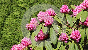 Buds And Blossom Pink Rhododendron