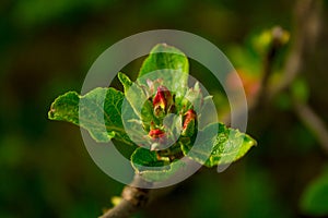 Buds of a blossoming apple tree, green young leaves. Close macro photo. copyspace