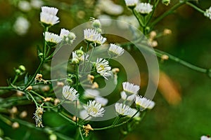 A lot of small white daisies on a green bush