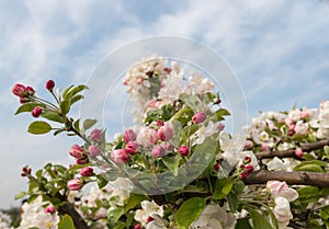 Buds and blossoms at an apple tree