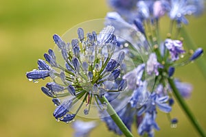 Buds of a blue Agapanthus in the sunshine