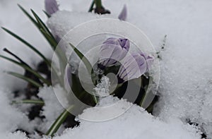 The buds of blue crocuses are covered with white snow in the garden.