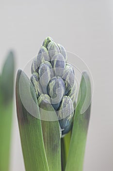 Buds of a blue hyacinth flower