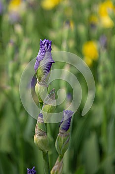 Buds of blue iris flowers (iridaceae) in front of a blurry background i