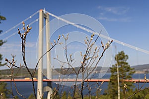 Buds on a branch with a bridge in background