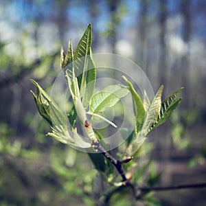 Buds and branches macro background - toned filter.