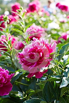 Buds bright pink peonies