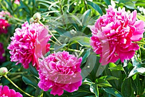 Buds bright pink peonies