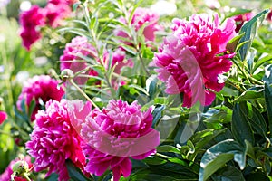 Buds bright pink peonies