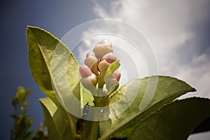 buds of lemon