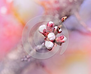 Buds - Budding buds (flowering in spring)