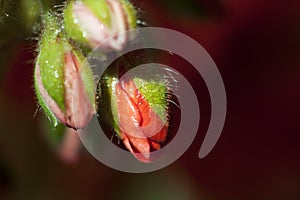 Buds of a burgeoning geranium