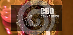 Buds of cannabis marijuana with the image of the formula CBD cannabidiol