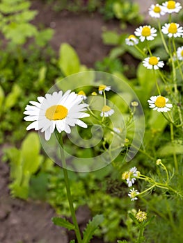 Buds of chamomile with blurred same flowers in the background