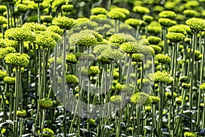 Buds of chrysanthemum flowers in green close-up. Plantation of cultivated flowers. Israel