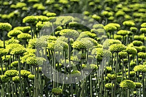 Buds of chrysanthemum flowers in green close-up. Plantation of cultivated flowers. Israel