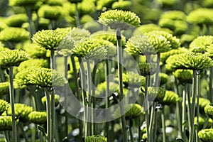 Buds of chrysanthemum flowers in green close-up. Plantation of cultivated flowers. Israel