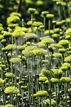 Buds of chrysanthemum flowers in green close-up. Plantation of cultivated flowers. Israel