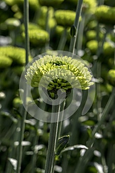 Buds of chrysanthemum flowers in green close-up. Plantation of cultivated flowers. Israel