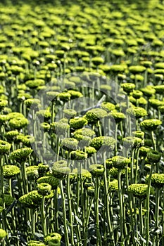 Buds of chrysanthemum flowers in green close-up. Plantation of cultivated flowers. Israel