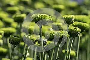 Buds of chrysanthemum flowers in green close-up. Plantation of cultivated flowers. Israel