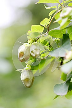 The buds of Codonopsis lanceolat photo