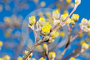 Buds of Cornus mas. Detail of Cornus mas, the Cornelian cherry, European cornel or Cornelian cherry dogwood in spring time