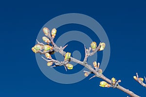 Buds of Crataegus laevigata, known as the Midland hawthorn, English hawthorn, woodland hawthorn, or mayflower