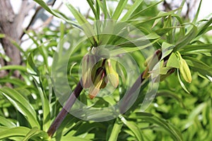 Buds of the crown imperial