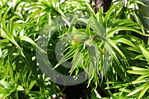 Buds of the crown imperial