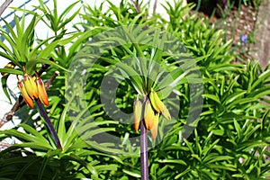 Buds of the crown imperial