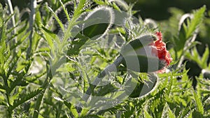 Buds of decorative red poppy