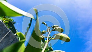 Buds of Dendrobium Nopporn Starbright Green wait to bloom under a blue sky. photo