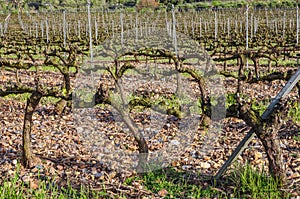 Buds and first leaflets on a grapevines.