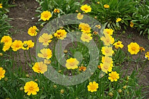 Buds and flower heads of Coreopsis lanceolata