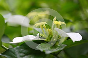 The buds and flower of Mussaenda pubescens