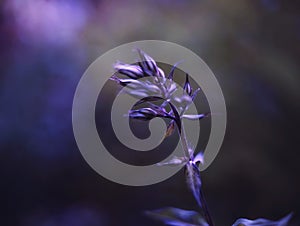 buds flower phlox dark bokeh background